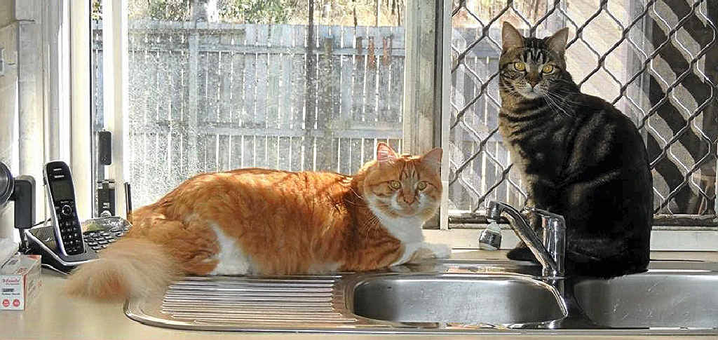 SAVED: Narley and Soxy were adopted from Brisbane Valley Cat Rescue. SAVED: Narley and Soxy were adopted from Brisbane Valley Cat Rescue.
